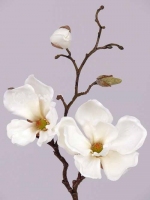 Magnolia x2 bloem 48cm, creme